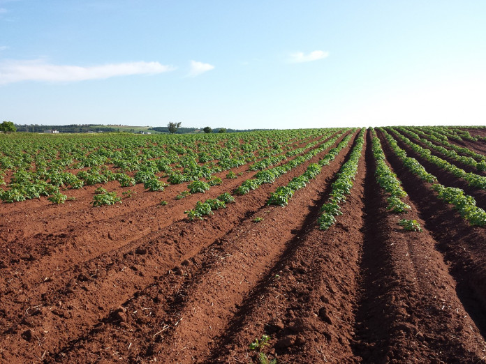 potato-1628500_1280