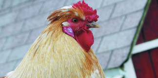 rooster