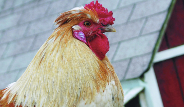 rooster rooster