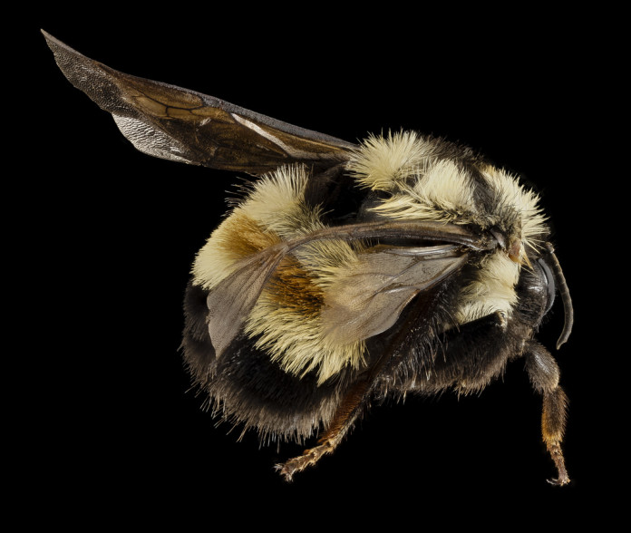 rustypatchedbee