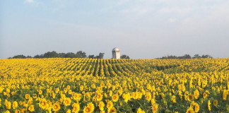 sunflowers