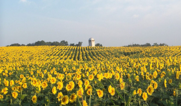 sunflowers 1 sunflowers