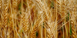 wheat