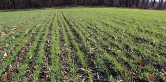 uncovered wheat