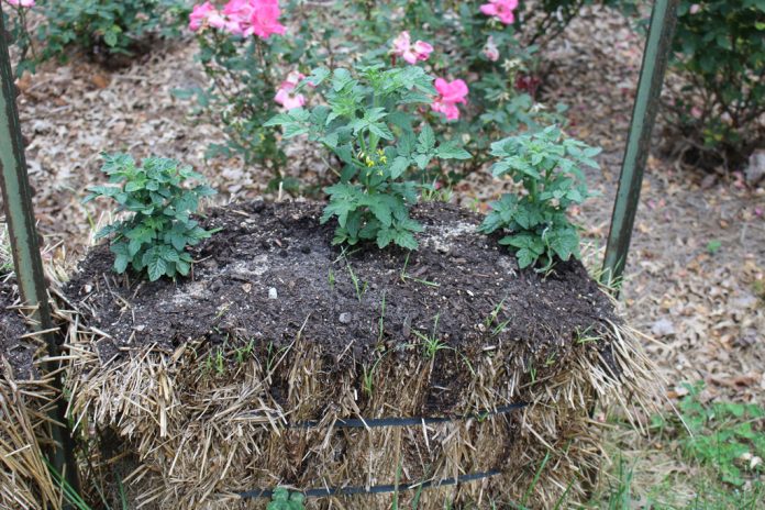 Straw bale gardening A Windham print