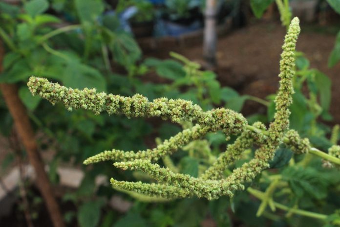 amaranth-flower-878934_1280