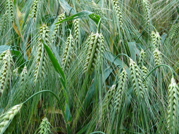 barley-373360_1280