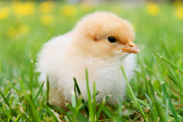 chicks-349035_1280