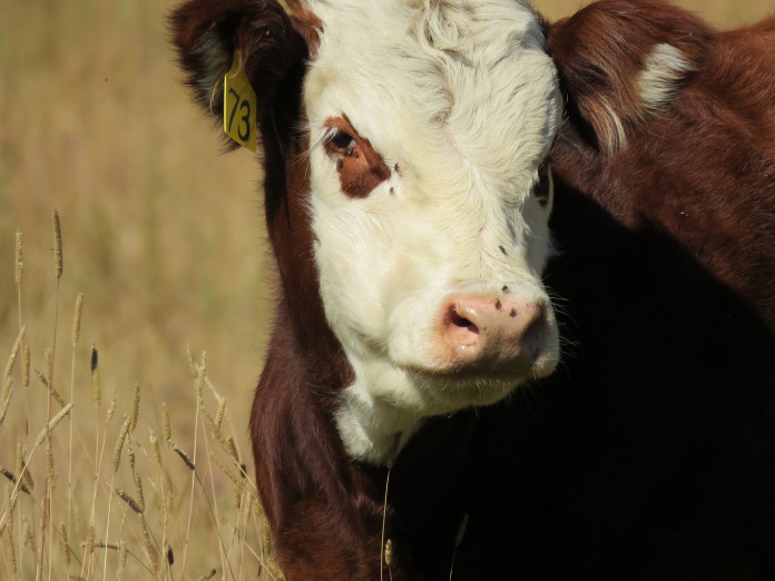 cow-1676676_1280