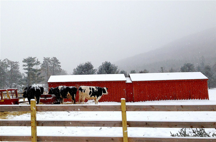 cow-2012198_1280