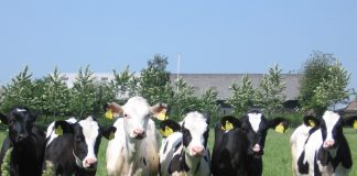 cows