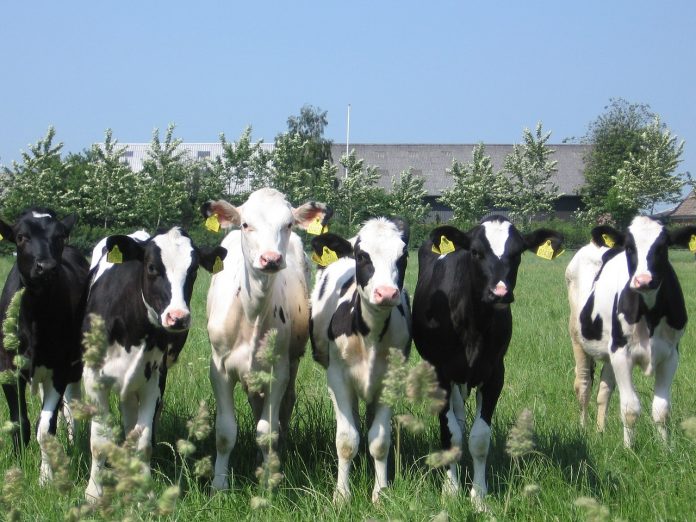 cows cows
