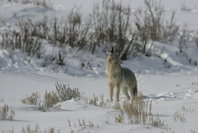 coyote-1870192_1280