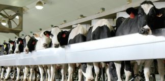 Holstein dairy cows