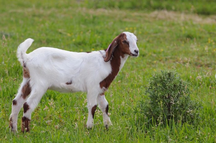 goat-1914085_1280