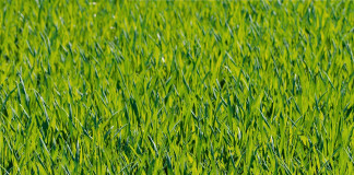 grass
