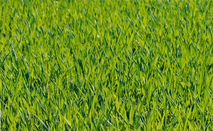 grass grass