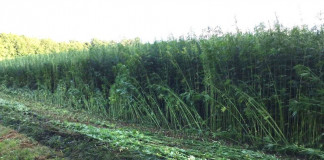 Hemp