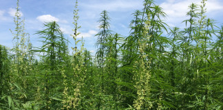 Hemp