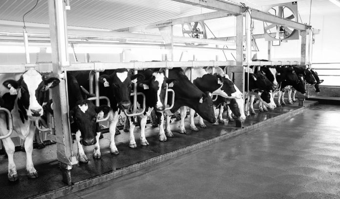 mastitis header2 Holstein dairy cows