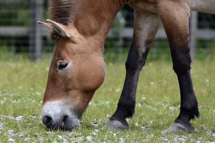 przewalski-1577299_1280