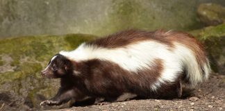 skunk