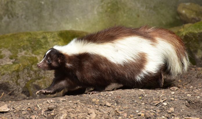 skunk skunk