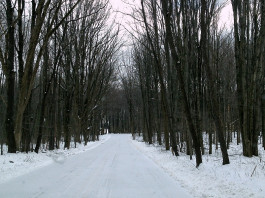 snowy road in woods
