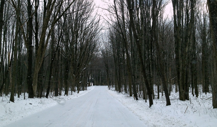 snowy road in woods snowy road in woods
