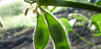 soybeans