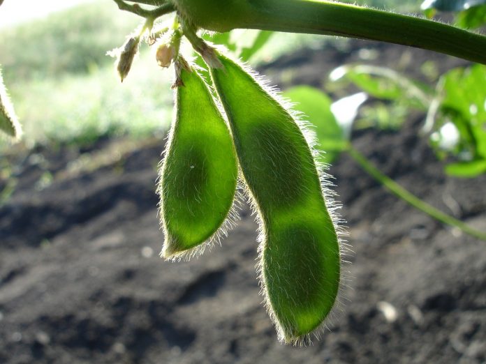 soybeans soybeans