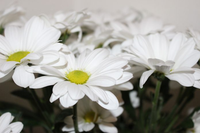 the-chrysanthemum-1829148_1280