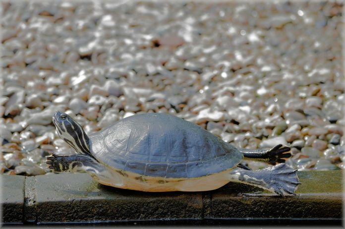 turtle-216943_1280