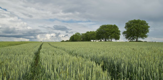 wheat
