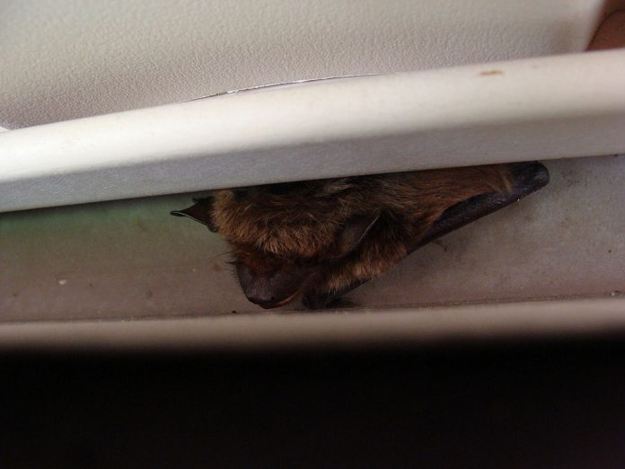 1024px-Bat_in_Eave