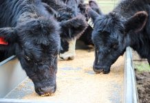 Considerations for feeding beef cows this winter Draganic cattle