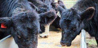 Draganic cattle