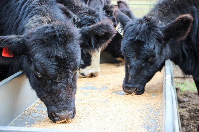 Draganic cattle Draganic cattle
