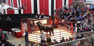 bull sale at Ohio Beef Expo