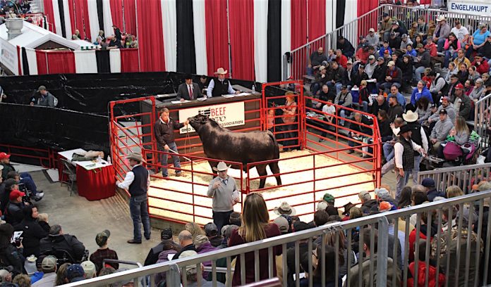 bull sale at Ohio Beef Expo