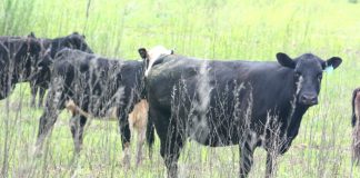 Herefords in field