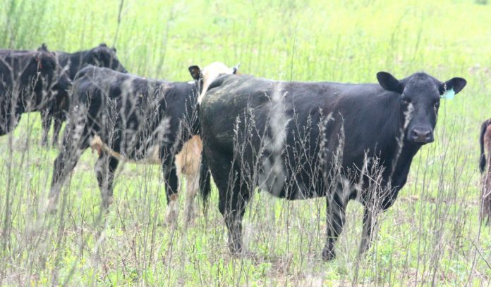 Herefords Herefords in field
