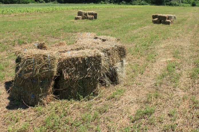 agriculture-87581_1280