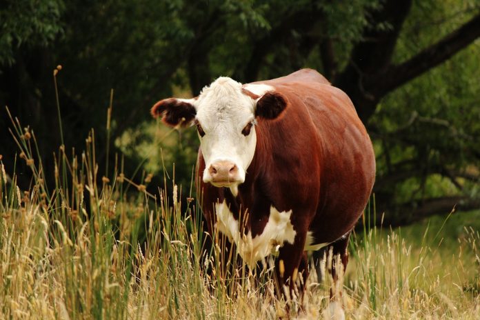 animal-2049483_1280
