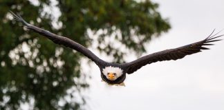 bald eagle