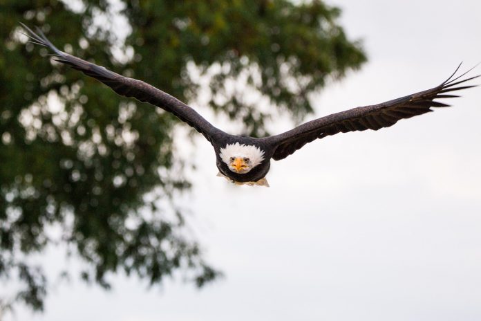 bald eagle bald eagle