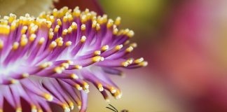 bee