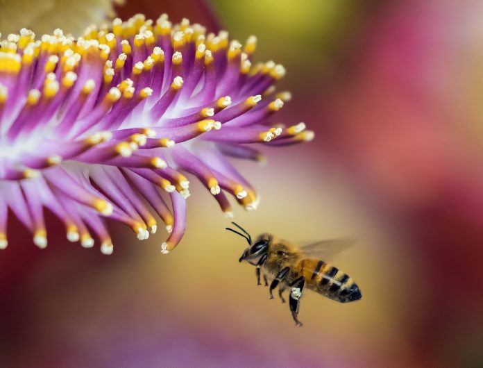 bee bee