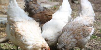 chickens