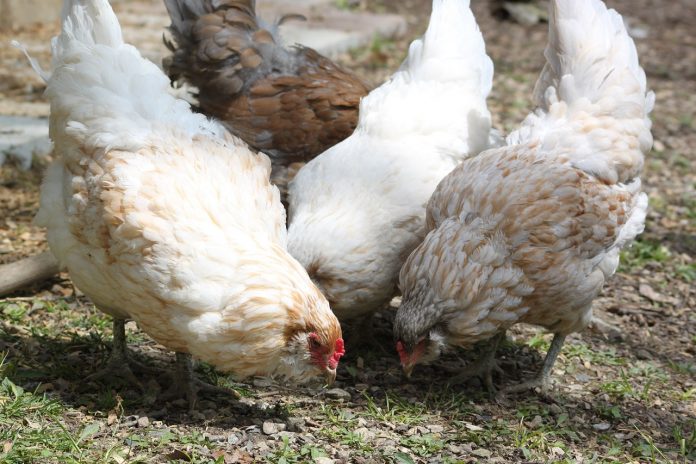 chickens chickens